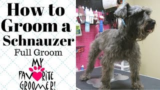 How to Groom a Schnauzer [upl. by Pylle231]