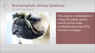 French Bulldog Brachycephalic Airway Syndrome  BAS [upl. by Qidas]