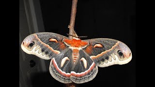 Complete Metamorphosis A Cecropia Moth Life Cycle [upl. by Einaffyt]