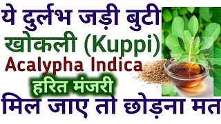 khokali plant benifits in hindi  acalypha indica plant ayurvedic treatment  खोखली का पौधा  खोकली [upl. by Atin]