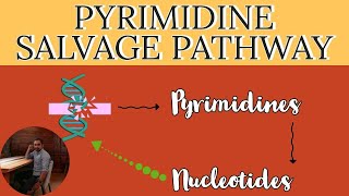 Pyrimidine Salvage pathway  Pyrimidine Nucleotides synthesis pathway  Nucleotide synthesis [upl. by Mooney22]