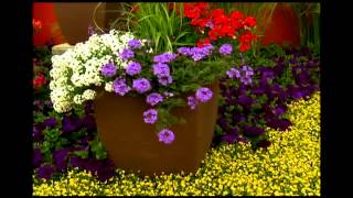 Proven Winners® Gardener Channel Proven Winners® Superbena® Royal Chambray Verbena [upl. by Leilah]