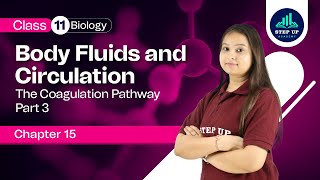 The Coagulation Pathway  Body Fluids amp Circulation Chapter 15 Part 3  Class 11 Biology NCERT [upl. by Butcher]