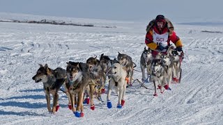 Mitch Seavey wins reaches Nome to win Iditarod 2017 [upl. by Aggappe]