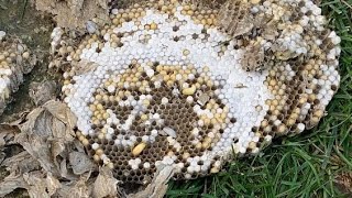 Super active Ground wasp nest in customers front yard underground wasp nest [upl. by Ahseenat]