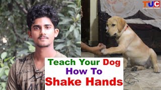 Teach Your DOG How to quotSHAKE HANDSquot  Dog Training  TUC [upl. by Rehoptsirhc271]