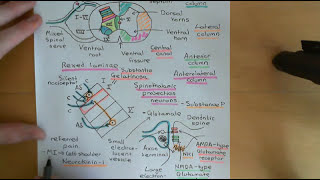 Pain and Analgesic Drugs Part 4 [upl. by Illak]