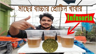 সহজে ও বিনা খরচে মাছের বাচ্চার উচ্চ প্রোটিন খাবার Infusoria। High Protein Fish Fry FoodInfusoria [upl. by Giff]