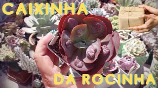 Suculentas da Rocinha  Plantas novas pra nossa coleção ❤️ [upl. by Kirre]