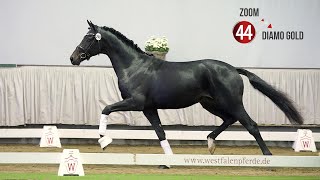 Westf Hauptkörung Reitpferdehengste 2020 44 Zoom  Diamo Gold Lord Sinclair I [upl. by Adabel]