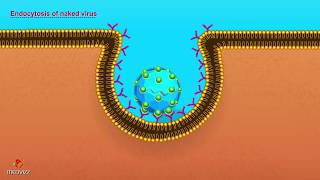 Entry of Virus into Host Cell  Microbiology Animations [upl. by Cohin]