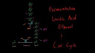 Lactic Acid Fermentation and The Cori Cycle Biochemistry MCAT [upl. by Burrow]