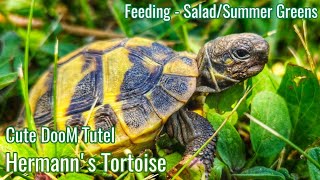 Hermanns Tortoise  Testudo Hermanni  SaladSummer Greens Feeding  Cute Tutel Sounds [upl. by Anzovin]