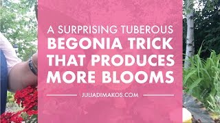 A Surprising Tuberous Begonias trick that produces more Blooms [upl. by Anaoj]