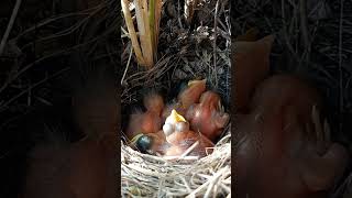 Nestlings to Fledglings The Growth of Familiar Chat Babies shorts [upl. by Nickolaus]