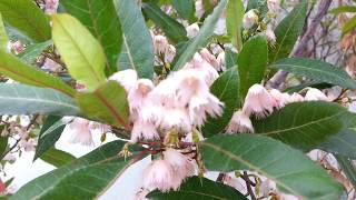 Elaeocarpus reticulatus tree  Blueberry Ash  Ghiocel HD 01 [upl. by Dettmer719]