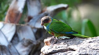 Treasures of America The new Pyrrhura aviary at Loro Parque [upl. by Arbmat]