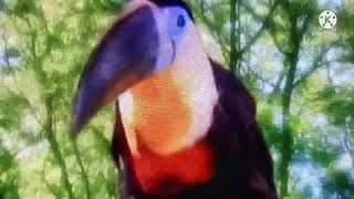 Toucan Song In The Night Garden Part 2 KineMaster [upl. by Ahsinad]