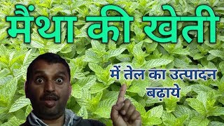 पिपरमिंट मेंथा की खेती से तेल का अधिक उत्पादन लें।Pipermint Mentha from oil production [upl. by Myra614]