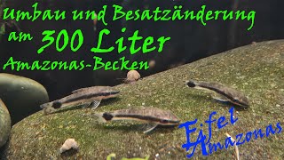 Umbau und Besatzänderung am 300 Liter Amazonas Aquarium [upl. by Mercado367]