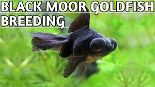 Black moor goldfish breeding  How to breed black moor goldfish [upl. by Nonnelg]