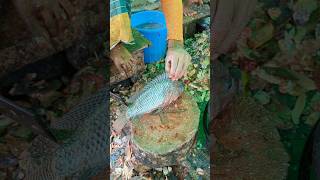 Large Giant Size Tilapia Fish Cutting Skills In Fish Market😱😳  shorts fishcuttingvideos [upl. by Hegarty]