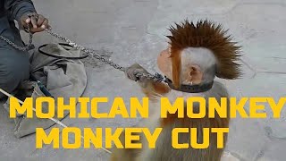 Mohican Monkeys of Pakistan [upl. by Rheingold]