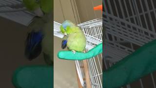 Parrotlet preening its feathers🦜parrotlet birds [upl. by Jenna]