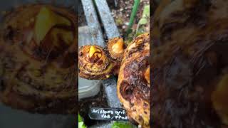 I found gold in a pot Two Arisaema griffithi tubers arisaema outdooraroids hardyaroids aroids [upl. by Meadow]