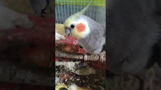 Birdpool deadpool deadpool3 marvel birds cockatiel [upl. by Eimarej]