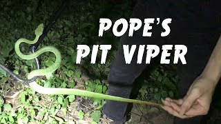 Pope’s Pit Viper Trimeresurus popeiorum  Herping Thailand [upl. by Aicenaj]