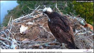 Osprey Nest Moorings Park Naples FL Harry and Sally amp bojowe dwojaczki Abby🐥🌹🍀amp Victor🐥🌹🍀 [upl. by Liuka270]