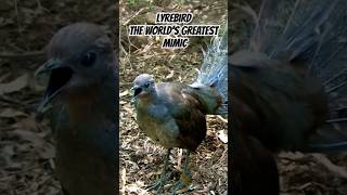 Superb Lyrebird Mimicking Sounds shorts [upl. by Carce]