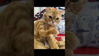 Ultimate Relaxation The Best Bathing Day Ever cat catvideos catlover [upl. by Balkin126]