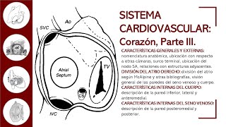 CORAZÓN PARTE III  ANATOMÍA AL DETALLE ATRIO DERECHO DESCRIPCIÓN EXTERNA E INTERNA [upl. by Sheryl]