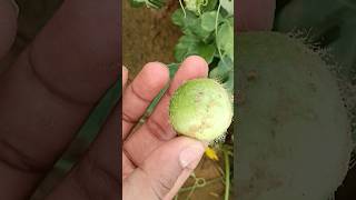 Btaao kon c vegetable hai ye organicfarming organicvegetables [upl. by Nylassej]