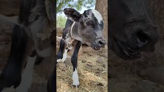 Cow calf rapid breathing l Tachypnea l Drmandloi [upl. by Sholem]