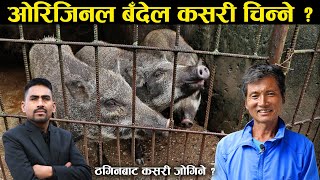 ओरिजिनल बँदेल चिन्ने र ठगिनबाट बच्ने तरिका के होला   How to find the real wild boar [upl. by Eslehc]