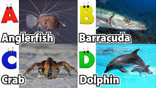 ABC Sea Animals song  Learn Alphabets  English and Animals for Kids  Alphabets Kids Song [upl. by Leah352]