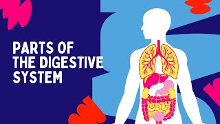 Digestive System  The Dr Binocs Show  Learn Videos For Kids [upl. by Anilec]