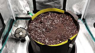 Growing Autoflowers  Ep1 Preparing Soil amp Planting Seed [upl. by Land]