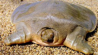 Asian Giant Softshell Turtle  Animal of the Week [upl. by Ettezil738]