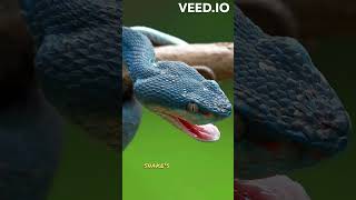 The Blue Insularis Viper Snake animalshorts animals animal life animalover animalinstinct [upl. by Bradney]