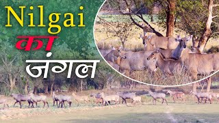 A huge group of Nilgai was seen in this field today  नीलगाय का बहुत बड़ा ग्रुप  नीलगाय का जंगल [upl. by Patsy]