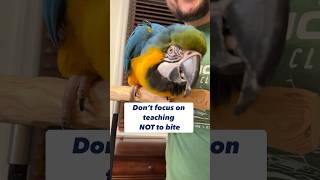 How to train 15 months old Macaw NOT to bite [upl. by Bat]