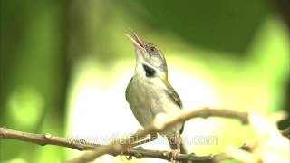 Tailor Bird or Darzi chiriya vocalizes during nesting [upl. by Penland]