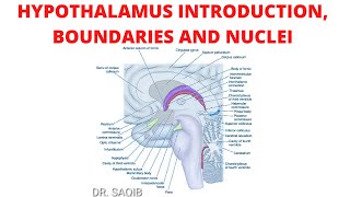 Diencephalon Anatomy [upl. by Anavas]