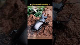 दुनिया का सबसे महंगा कीड़ा 😱 Most Expensive Beetle  Stag Beetle  shorts facts [upl. by Jaime22]