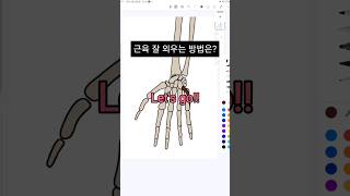 물리치료사 해부학 근육 공부하기 opponens digiti minimi 새끼맞섬근 [upl. by Frederiksen]