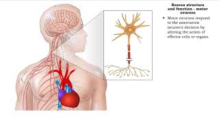 2 Neuron Physiology lecture  Sembulingam PhysiologyPhysiology with me [upl. by Gherardo]